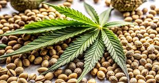 Exploring the Characteristics and Benefits of Granddaddy Purple Autoflower Exploring the Characteristics and Benefits of Granddaddy Purple Autoflower